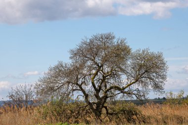 Mavi gökyüzü ve beyaz bulutlar ile ağacı.