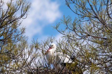 Ağaç yuvasında oturan beyaz leylek