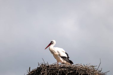 Bulutlu bir günde yuvada bir leylek