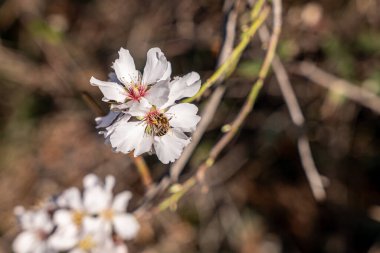 Bahçede güzel bahar çiçekleri