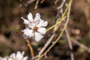 kiraz ağacının beyaz çiçek