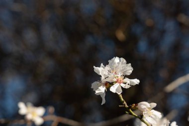 Bahçede beyaz çiçekler