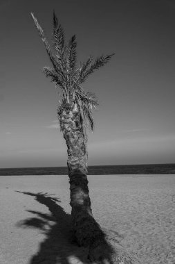 Sahildeki palmiye ağacının siyah beyaz fotoğrafı.