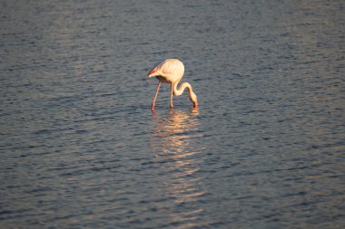 Flamingo gölde, Kenya