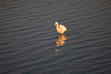 Göldeki beyaz bir kuğunun dikey görüntüsü.
