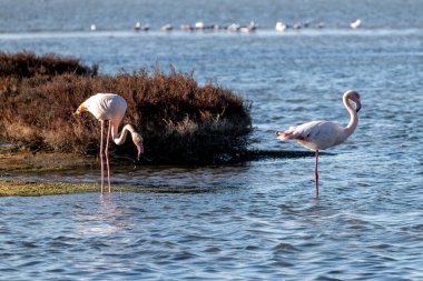Gölde pembe flamingolar