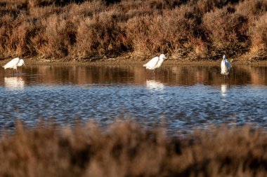 Gölde güzel bir beyaz kuğu resmi.