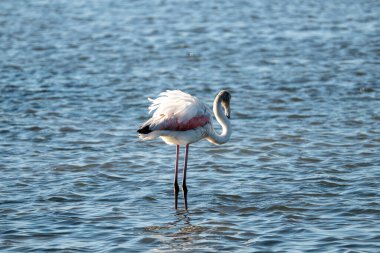 Sudaki Afrikalı bir flamingoya yakın çekim.