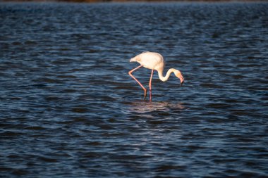 Flamingo Camargue Gölü 'nde, Fransa