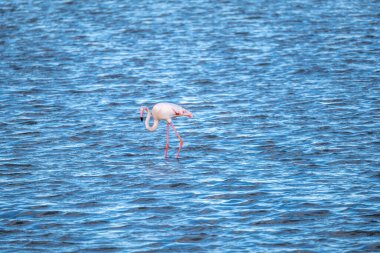 lagün içinde pembe flamingo