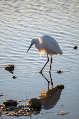 beyaz balıkçıl (egretta garzetta )
