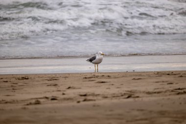 Gündüz vakti kumlu bir plajda siyah kuyruklu martının yakın plan görüntüsü bulanık.