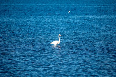 Açık mavi denizde yüzen bir kuğu..