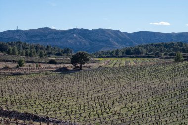 Mavi gökyüzünün altında ağaçların ve dağların olduğu bir tarlanın dikey görüntüsü.