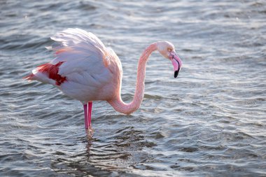 Gölde bir flamingo
