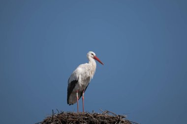 Yuvadaki beyaz leylek