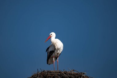 Bir leylek yuvada oturuyor.