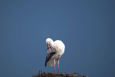 Mavi bulutlu arka planda leylek yuvasında. yüksek kaliteli fotoğraf