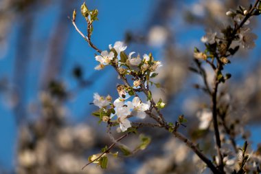 Beyaz kiraz ağacı çiçeği