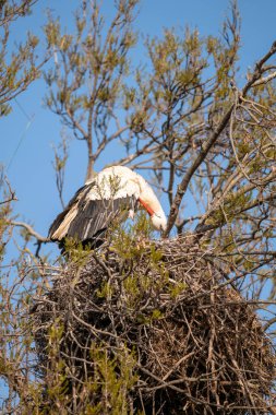 Kel bir kartal ağaçtaki bir yuvada oturur.