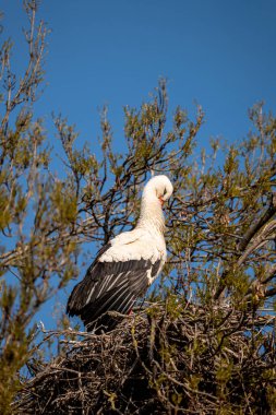 Beyaz bir leylek ağaçta oturuyor.
