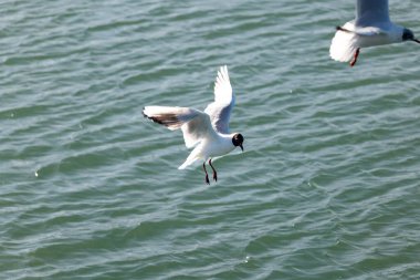 Uçan martı denizlerde