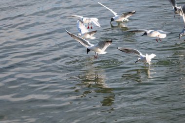 İspanya 'da Akdeniz' de martılar