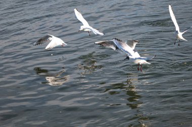 Martılar suda uçuyor.