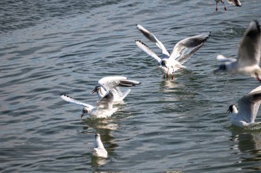 Martılar suda uçuyor.