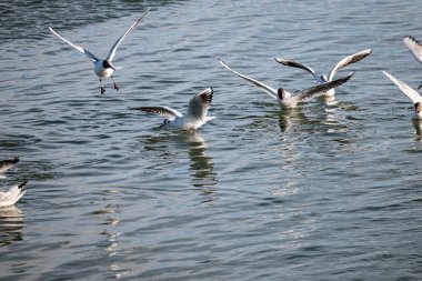 Akşamları martılar gölün üzerinde uçuyor.