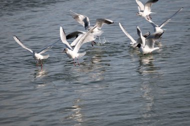 Martılar gökyüzünde uçuyor