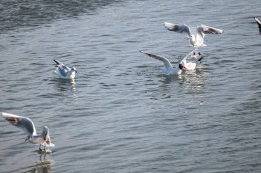 Martılar suda uçuyor.