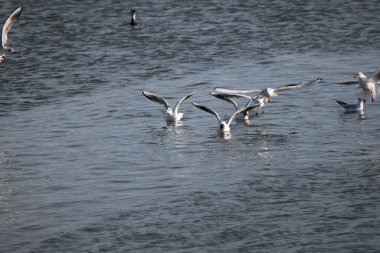 Martılar gökyüzünde uçuyor..