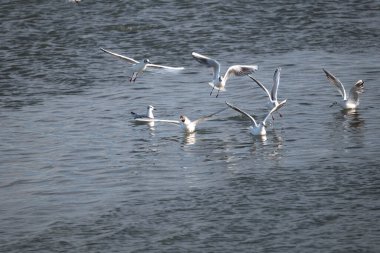 Uçuşta beyaz pelikan