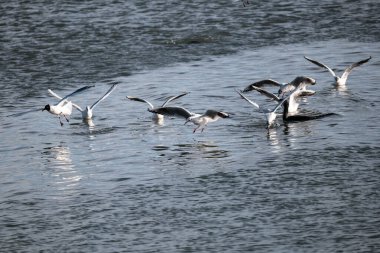 Sudaki bir martı sürüsü.
