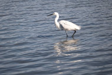 Sudaki beyaz balıkçıl