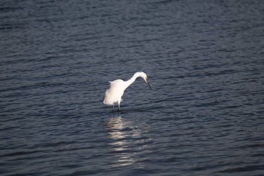 Gölde beyaz balıkçıl