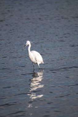 Sudaki beyaz balıkçıl