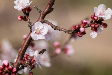 Arı, ilkbaharda bir ağacın çiçeğinden nektar toplar.