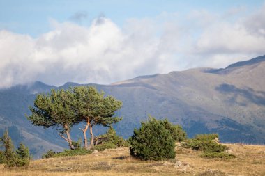 Arka planda ağaçlar ve dağlar olan manzara