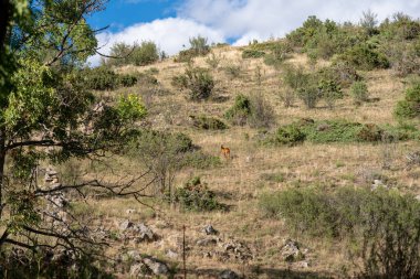 Ormanda otlayan bir geyik..