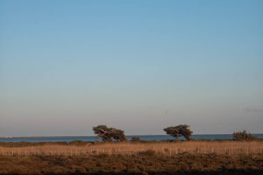 Akşamları bir ağaç ve beyaz bulutlarla gölün güzel bir görüntüsü.