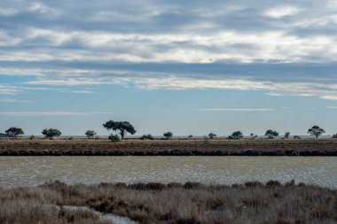Arka planda ağaç olan bir bataklığın dikey görüntüsü.
