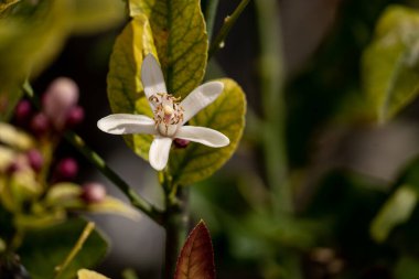 Bahçedeki beyaz çiçekler