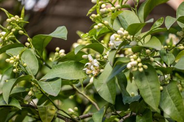 Ağaçtaki güzel beyaz çiçekler
