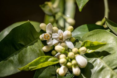 Yasemin yasemininin çiçeğine yaklaş.