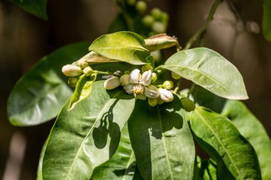 bir çiçeğin yeşil yaprakları