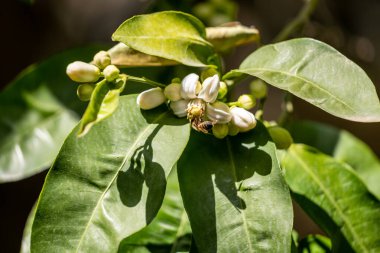 Güzel botanik fotoğrafı, doğal duvar kağıdı.