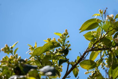 Güzel bahar çiçekleri mavi gökyüzüne karşı bir ağaçta