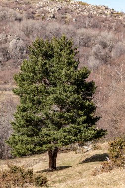 Beyaz arkaplanı olan bir ağacın dikey görüntüsü